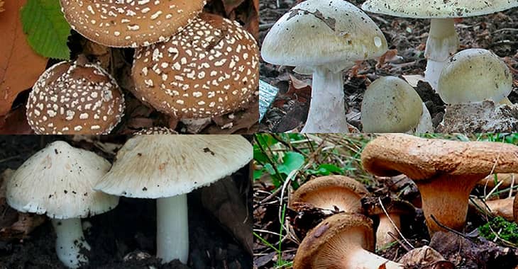 На фото 4 вида грибов, сколько из них ядовитых?