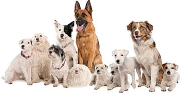 Тест на знание пород собак в картинках